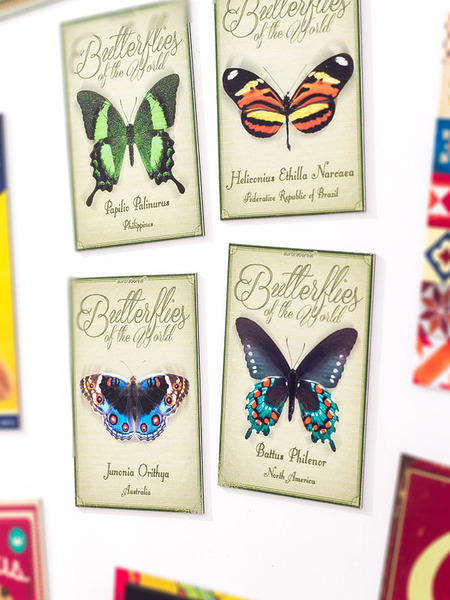 Kit Butterflies of The World